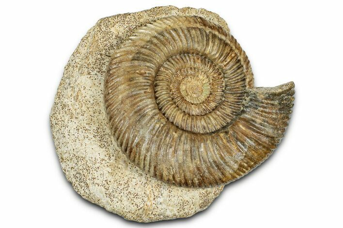 Jurassic Ammonite (Parkinsonia) Fossil - Calvados, France #334775